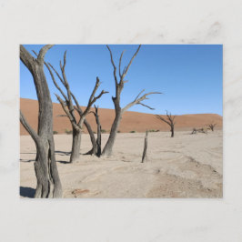 Carte postale Dead Vlei, Namibie