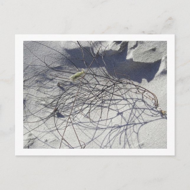 Carte Postale débris de plage (Devant)