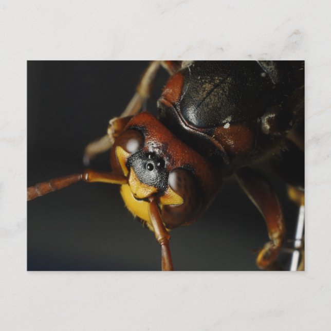 Carte Postale Déchets (Devant)