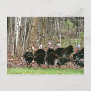 Carte Postale Déchets sauvages Photo de Lorette Starr Postcard