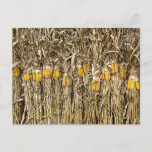 Carte Postale Décorations de stalles de maïs séché