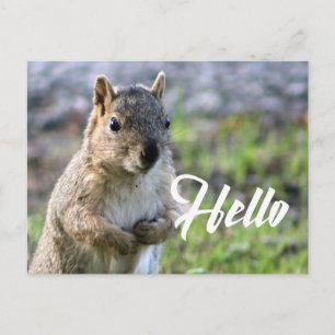 carte postale d'écureuil mignon- bonjour/salut/sal