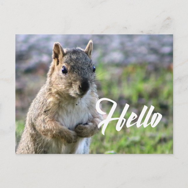 carte postale d'écureuil mignon- bonjour/salut/sal (Devant)