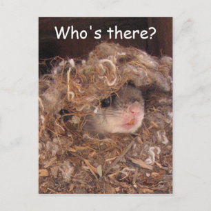 Carte postale d'écureuil volant