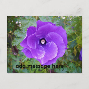 Carte Postale Deep Purple Hibiscus Flower