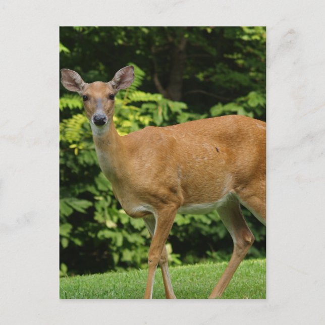 Carte postale Deer (Devant)