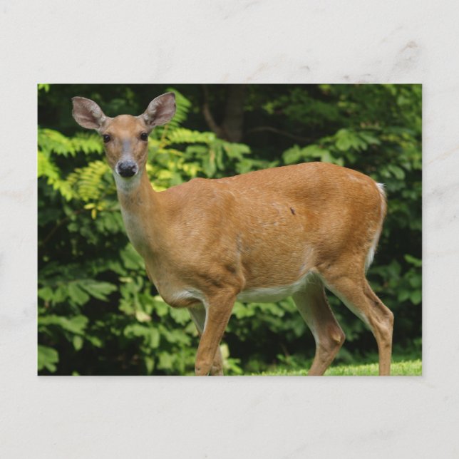 Carte postale Deer (Devant)