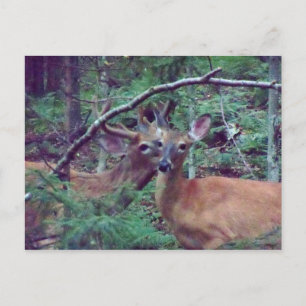 Carte postale Deer