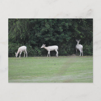 Carte Postale Deer
