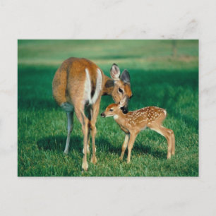 Carte Postale Deer Mother & Fawn