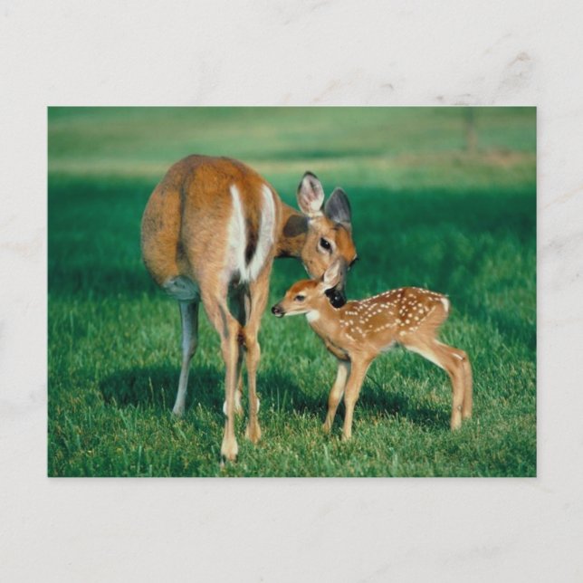 Carte Postale Deer Mother & Fawn (Devant)