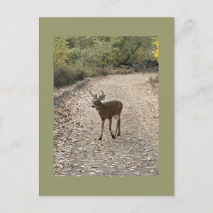 Carte postale Deer Photo