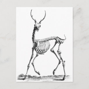 Carte postale Deer Skeleton