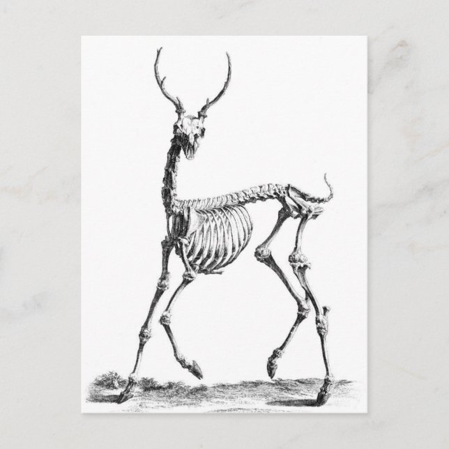 Carte postale Deer Skeleton (Devant)