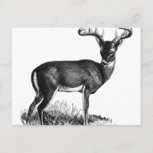 Carte Postale deergif