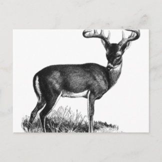 Carte Postale deergif