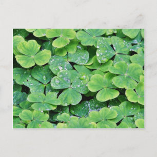 Carte Postale Deerpark Irlande Bouchons de Dew Clover