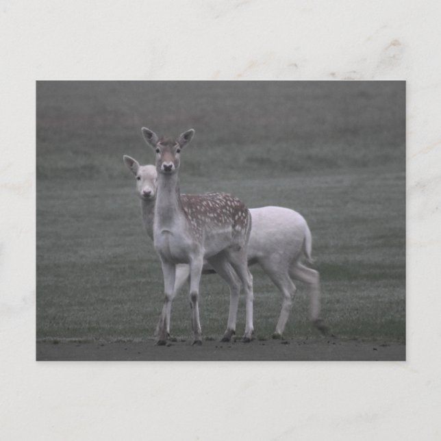 Carte Postale Deers (Devant)