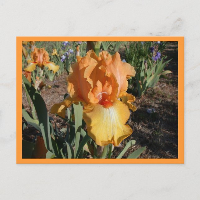 Carte Postale Défi olympique (Devant)