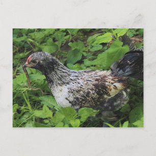 Carte Postale Déjeuner