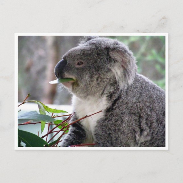 Carte Postale déjeuner koala (Devant)