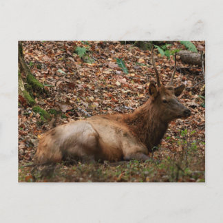 Carte postale d'élan
