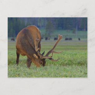 carte postale d'élan