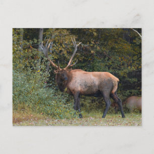 Carte postale d'élan