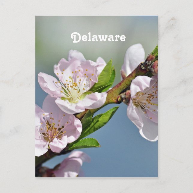 Carte Postale Delaware (Devant)