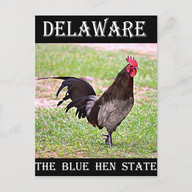 Carte Postale Delaware Blue Hen (Coq) (Devant)