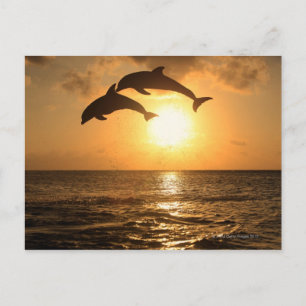 Carte Postale Delfin, Delphin, Grosser Tuemmler, Tursiops