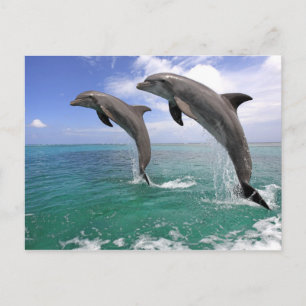 Carte Postale Delfin, Delphin, Grosser Tuemmler, Tursiops 4