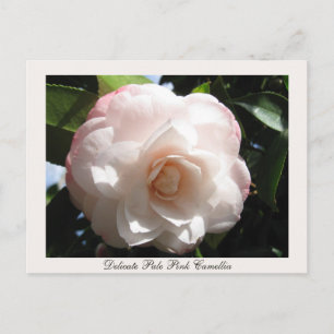 Carte Postale Délicate Camellia rose pâle