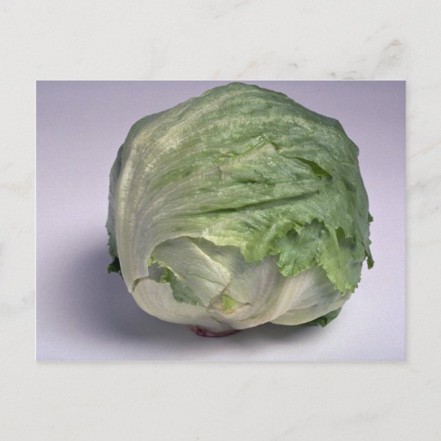Carte Postale Délicieuse laitue Iceberg (Devant)