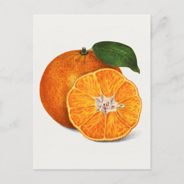 Carte Postale Délicieuse peinture à la mandarine orange (Devant)