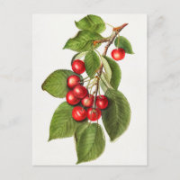 Délicieux cerises rouges Fruit aquarelle peinture