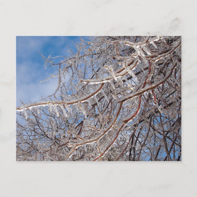 Carte Postale Delmar Loop en décembre (Devant)