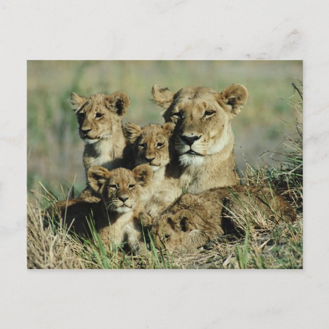 Carte Postale Delta de l'Okavango, Botswana (Devant)