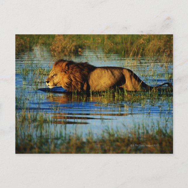 Carte Postale Delta de l'Okavango, Botswana 3 (Devant)