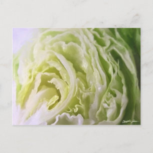 Carte Postale demi-laitue 1