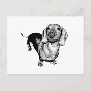 Carte Postale Demi-ton noir et blanc photo Dachsund Doxie