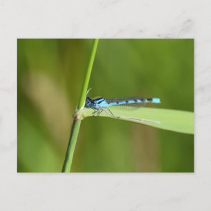 Carte Postale Demoiselle 