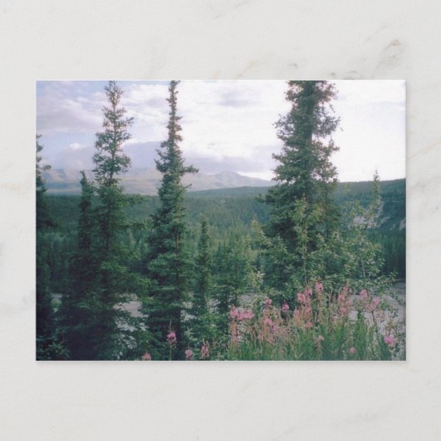 Carte Postale Denali, Alaska (Devant)