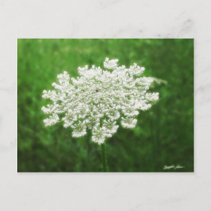 Carte Postale Dentelle 1 de la reine Anne (carotte sauvage)