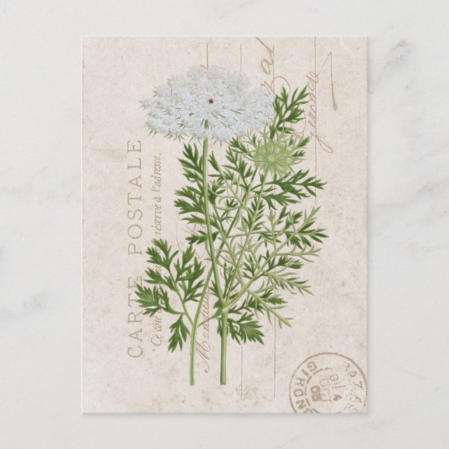 Carte Postale dentelle de la reine Anne Floral (Devant)