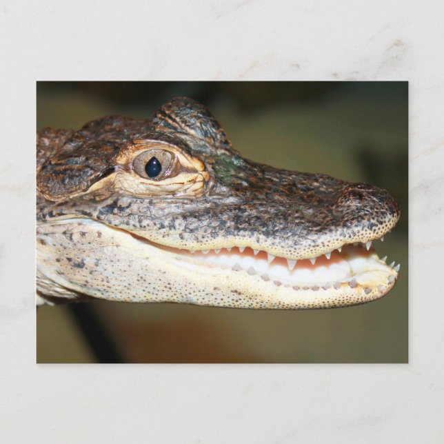 Carte Postale Dents de bébé (Devant)