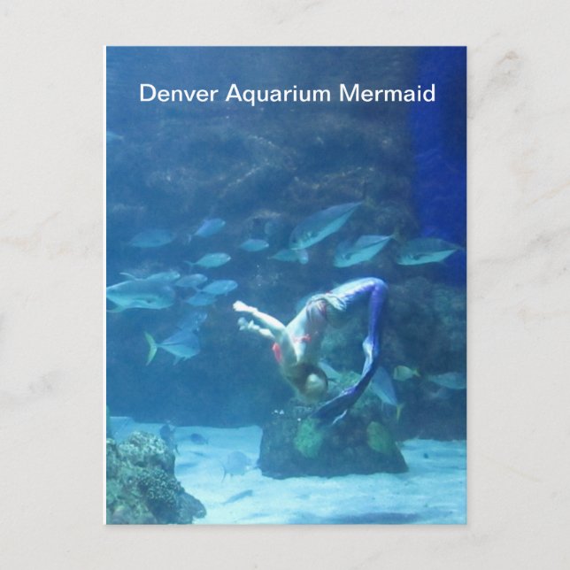 Carte postale Denver Aquarium Mermaid (Devant)