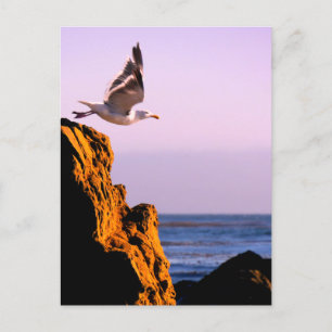 Carte Postale Départ de Seagull 