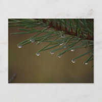 Dépouilles de l'arbre des pins