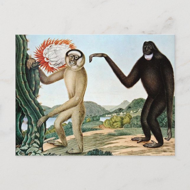 Carte Postale Der Hulock ou The Hoolock Gibbon (1835) (Devant)